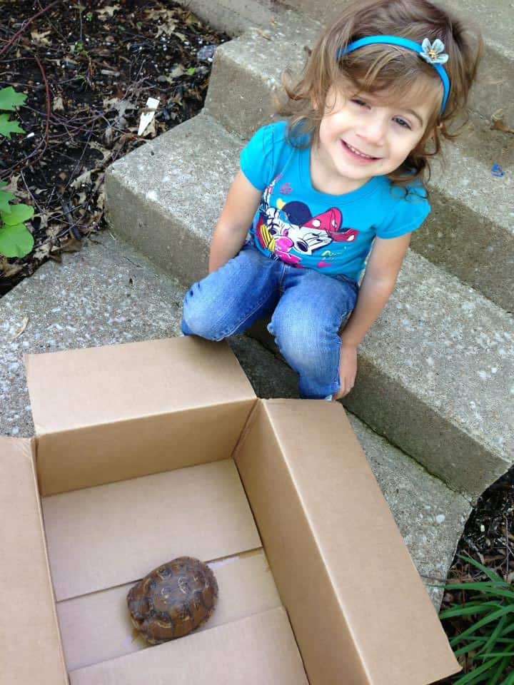 Earlier in the week we found a box turtle!  We watched it for about 10 minutes and then set it free! :)