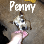 penny