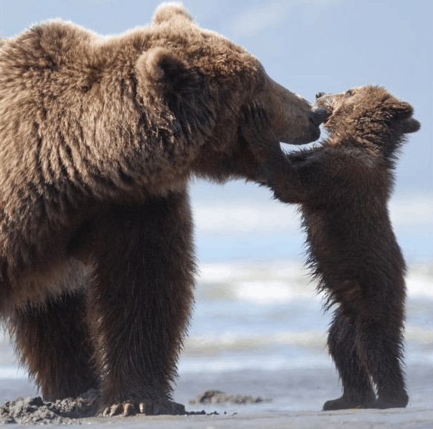 Disney Mom Bear disney bears