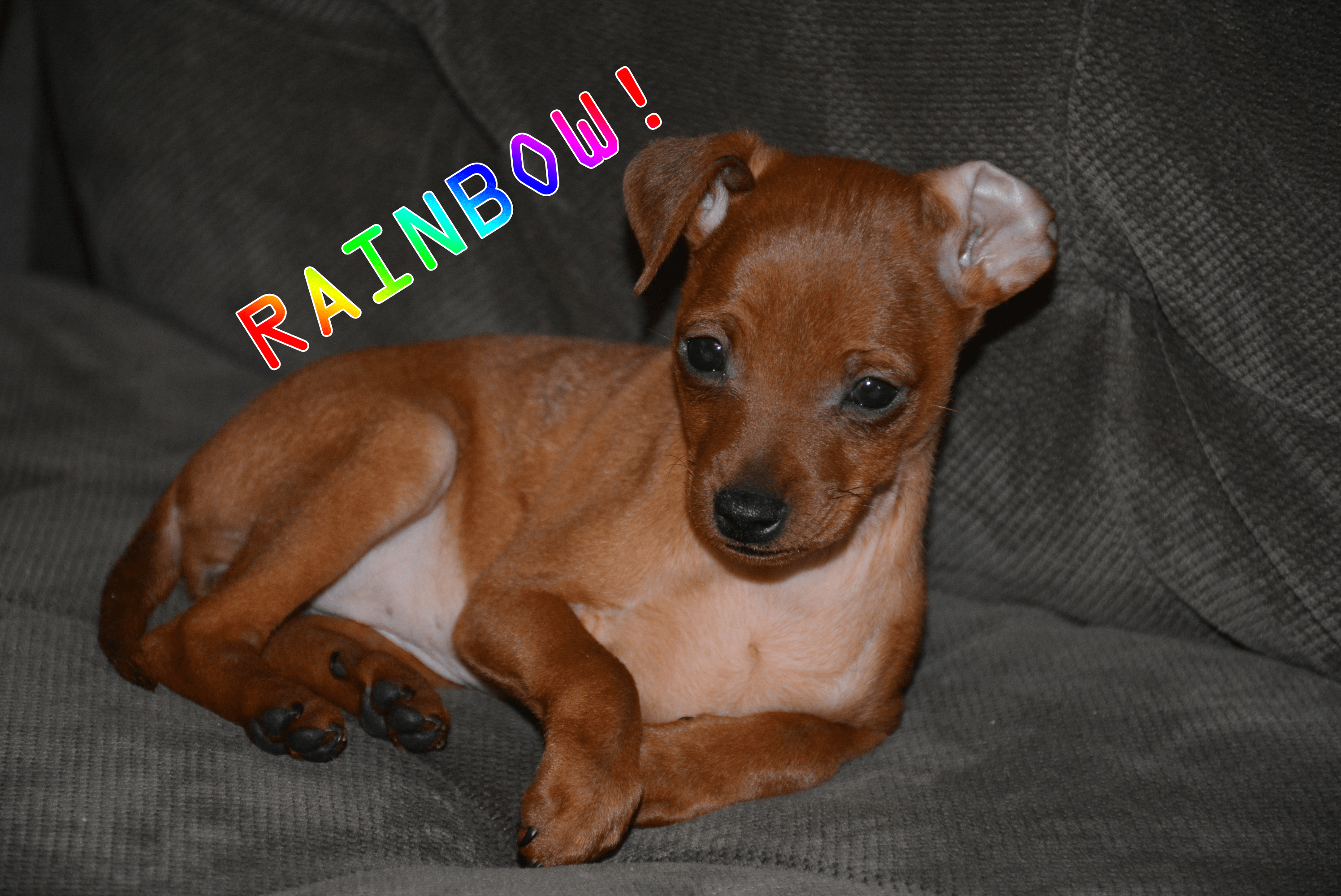 Dog Named Rainbow