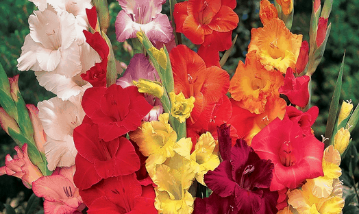 Groupon Gladiolus Flower 30-Bulb Mix