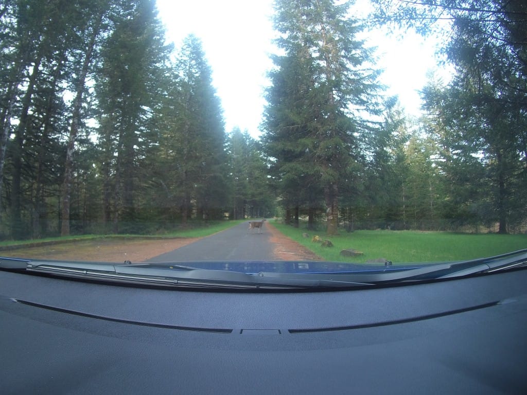 Black Tailed Deer crossing in front of our Mitsubishi Outlander Sport in Silver Falls State Park.