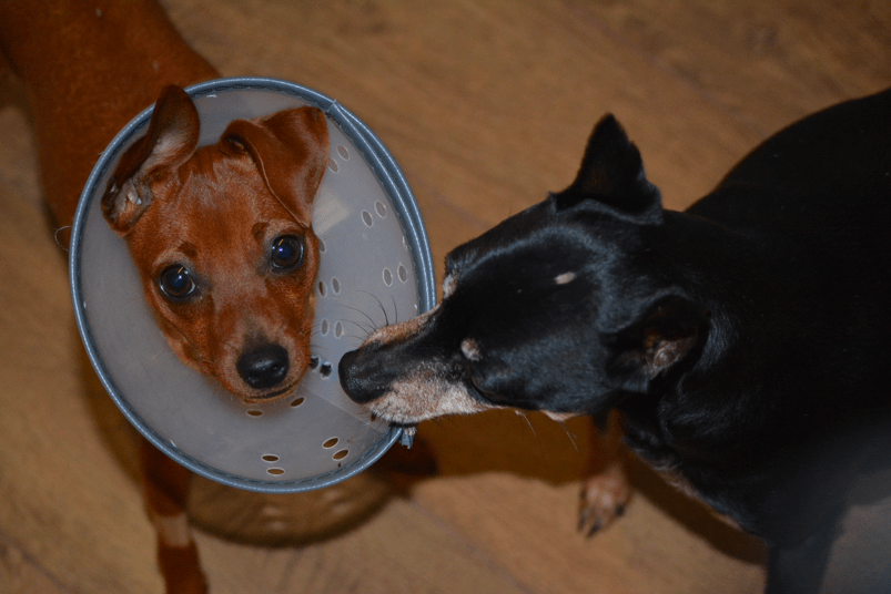 Rainbow and Lucky are now best buddies.  We do miss Penny but we know Lucky loves having a new puppy to play with too!