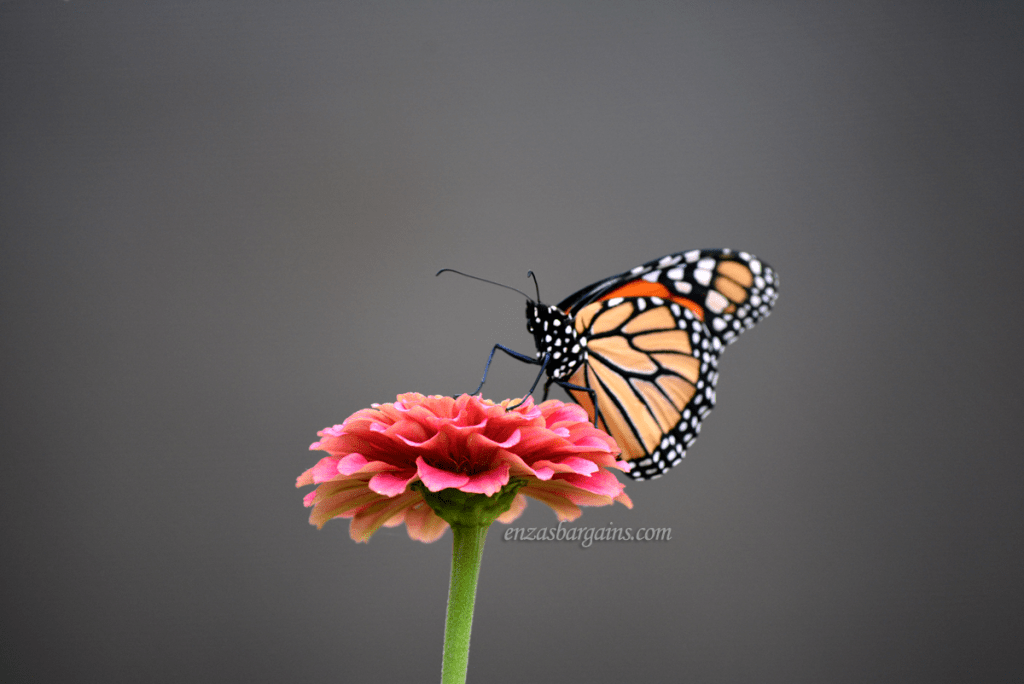Monarch and Flower - Powell Gardens Butterfly Festival Kansas City