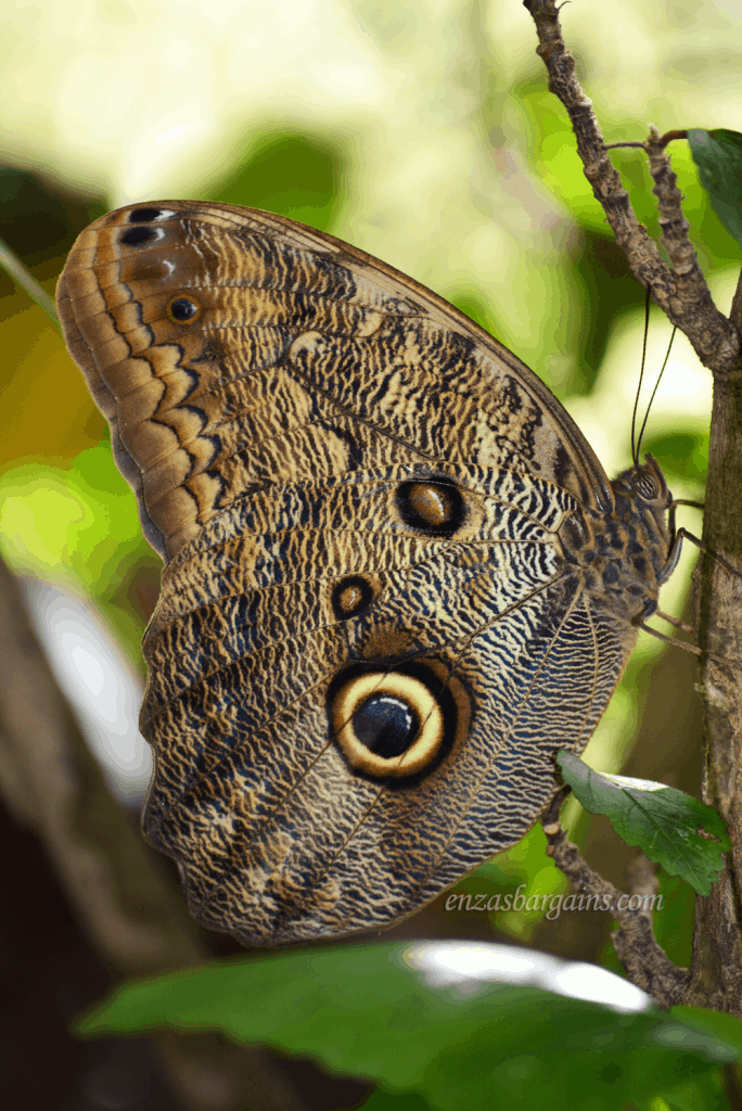 owl-butterfly