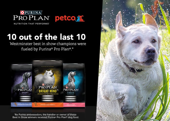 Keeping a Small Dog Active – Purina Pro Plan Coupons + Giveaway