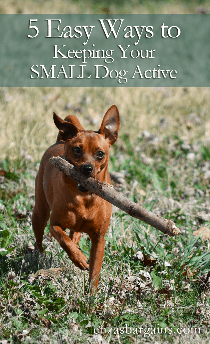 Keeping a Small Dog Active Purina Pro Plan Coupons + Giveaway Enza