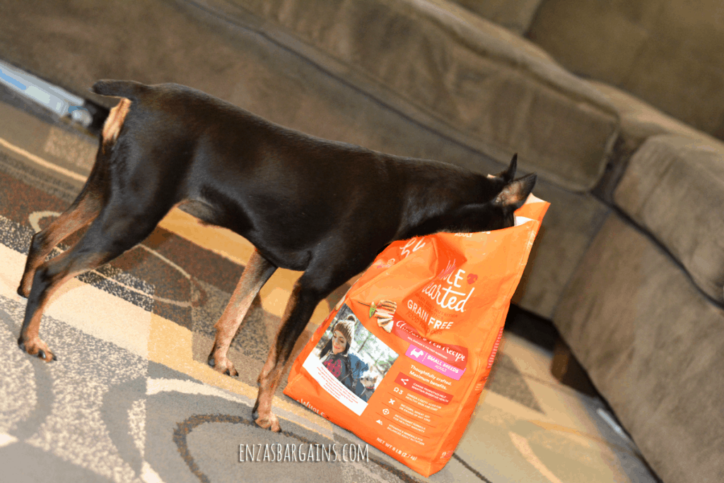 How to choose a dog food for your 4-legged kids! - Wholehearted Dog Food!