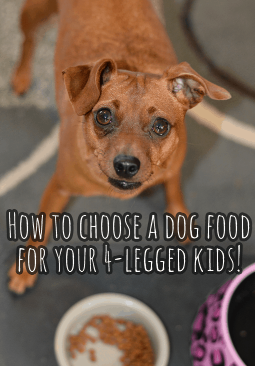How to choose a dog food for your 4-legged kids! - Wholehearted Dog Food!