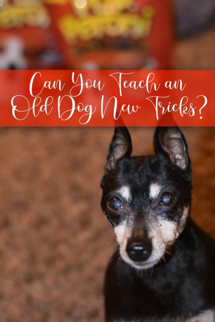 Can You Teach An Old Dog New Tricks? 