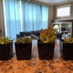 Succulents Box Subscription - 2019 Holiday Gift Guide